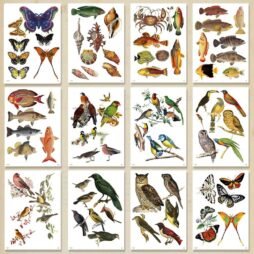 Kit Digital de Imágenes para Collage: imagen 5