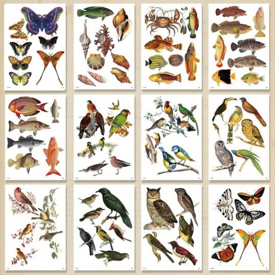 Kit Digital de Imágenes para Collage