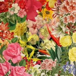 Kit Digital de Imágenes para Collage: imagen 13