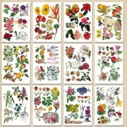 Kit Digital de Imágenes para Collage: imagen 12