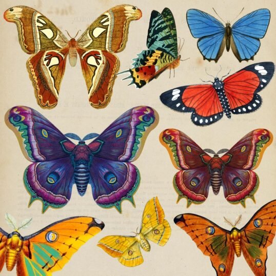 Kit Digital de Imágenes para Collage